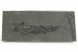 Devonian Lobe-Finned Fish (Osteolepis) Fossil - Scotland #351018-1